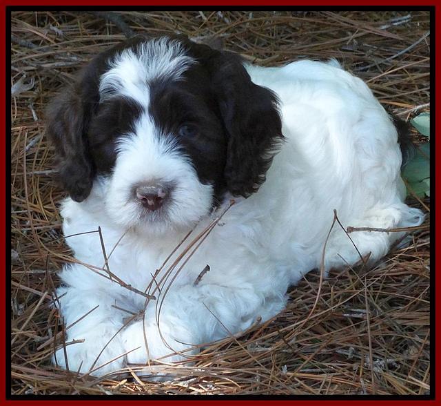Coco Duke pups 6 wks old 231