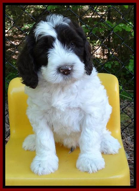 Coco Duke pups 6 wks old 241