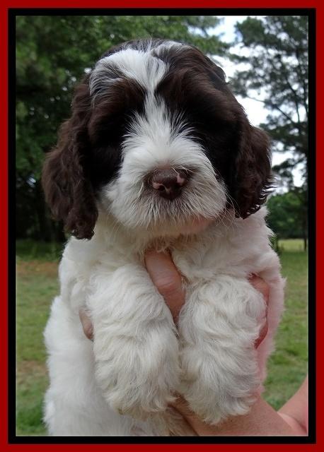 Coco Duke pups 7 wks old 111