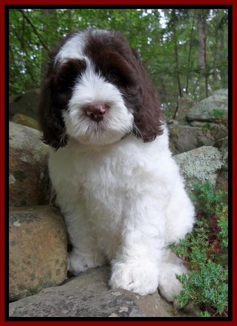 Coco Duke pups 8 wks old 71