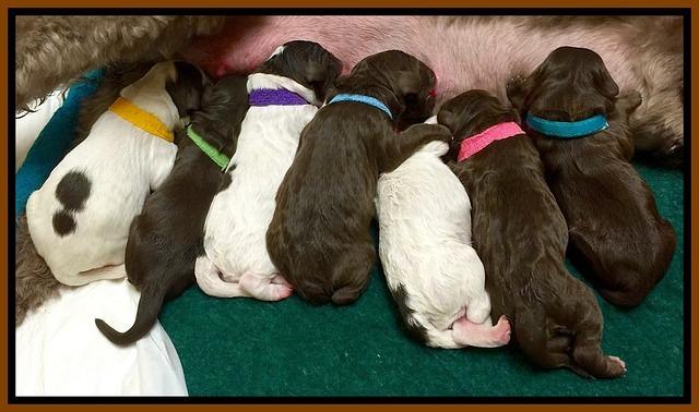 Coco Duke newborn 1