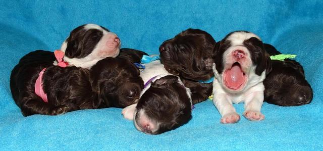 Coco Duke pups 1 wk old 231