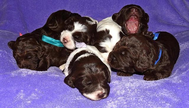 Coco Duke pups 2 wks old 271