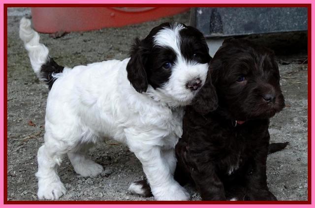 Coco Duke pups 4 wks old 311