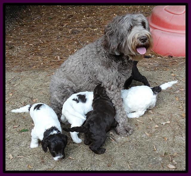 Coco Duke pups 5 wks old 21