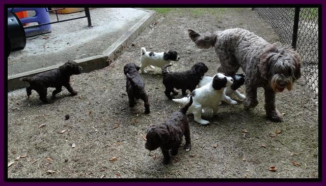 Coco Duke pups 5 wks old 41