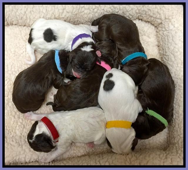 Duke coco pups newborn 4