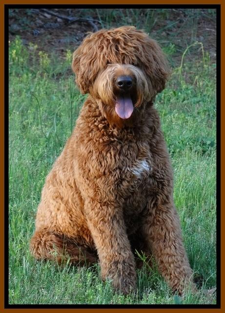 Dawson 1 year old 41