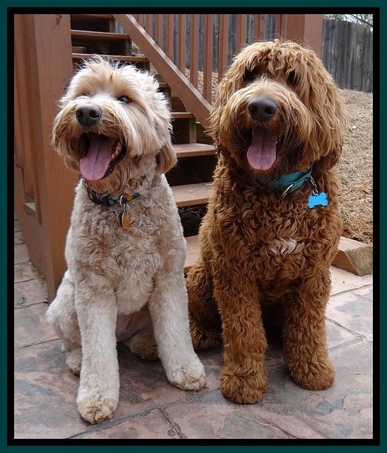 Joy Dawson honemoon 31