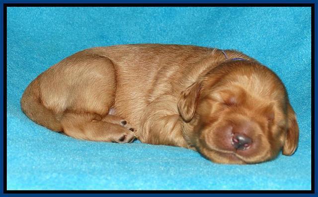 Jou Dawson pups 1 wk old 21