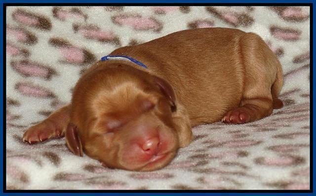 Joy Dawson Newborn 71