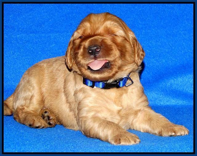 Joy Dawson pups 2 wks old 11