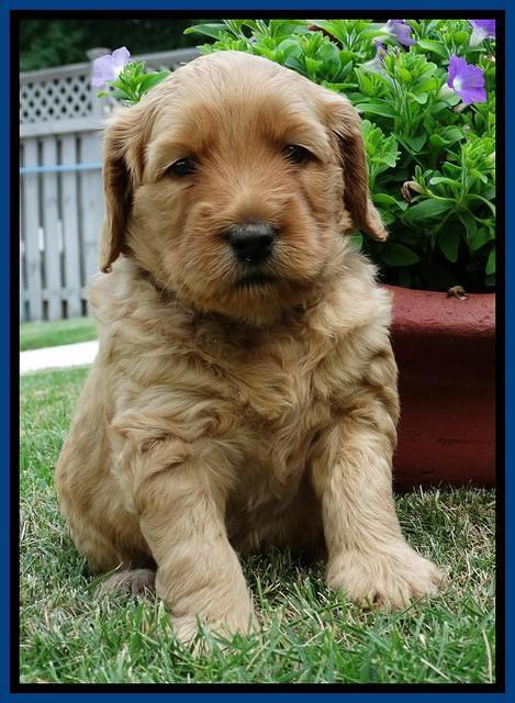 Joy Dawson pups 4 wks old 21