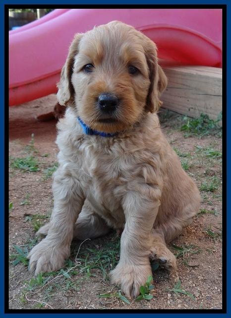 Joy Dawson pups 5 wks old 61