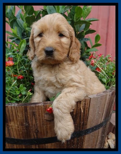 Joy Dawson pups 6 wks old 21