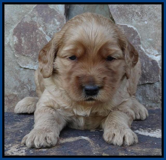 Joy Duke pups 3 weeks old 21