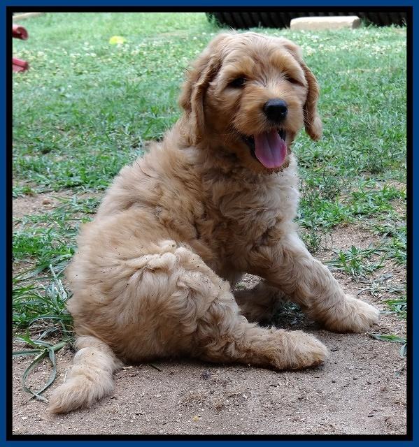 Joy dawson pups 7 wks old 31