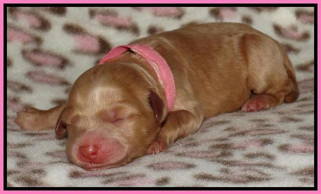 Joy Dawson Newborn 101