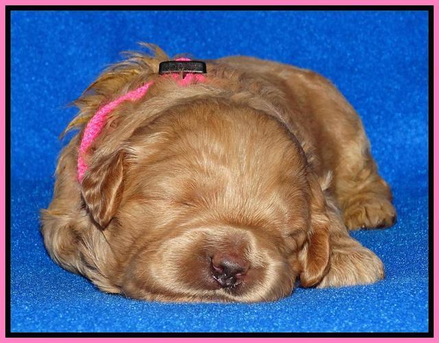 Joy Dawson pups 2 wks old 51