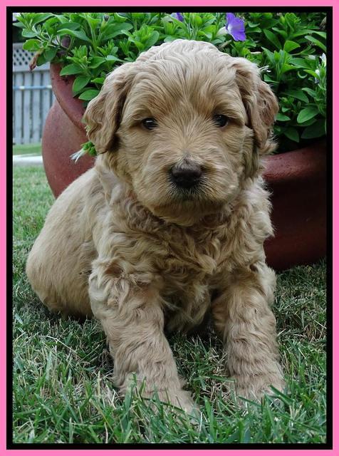 Joy Dawson pups 4 wks old 71