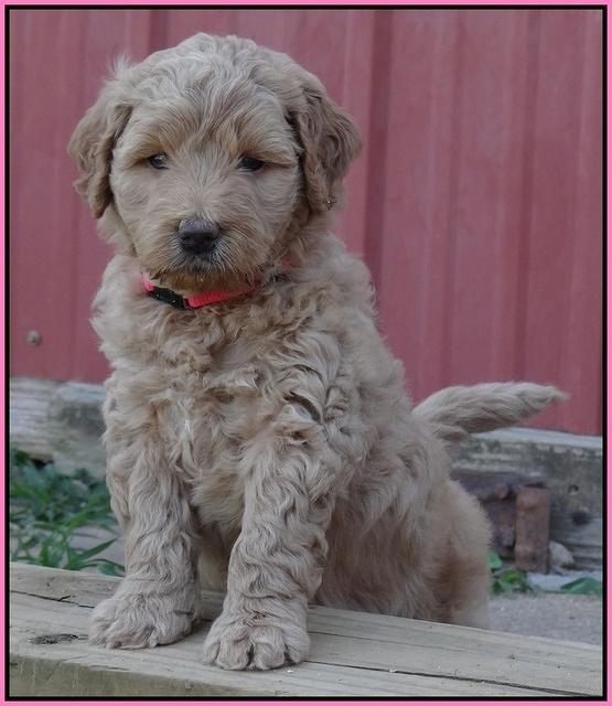 Joy Dawson pups 5 wks old 101