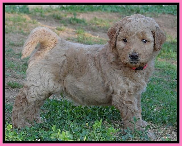 Joy Dawson pups 5 wks old 111