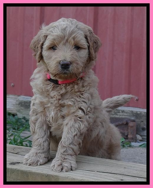 Joy Dawson pups 5 wks old 81