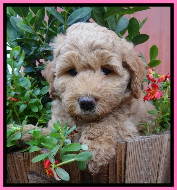 Joy Dawson pups 6 wks old 51
