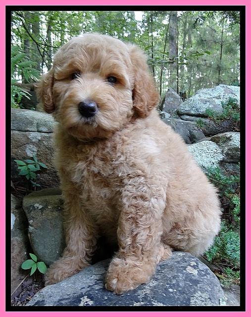 Joy Dawson pups 8 weeks old 4100