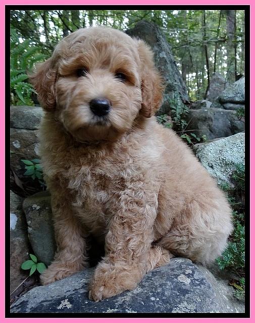 Joy Dawson pups 8 weeks old 5100