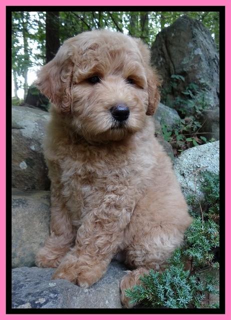 Joy Dawson pups 8 weeks old 6100