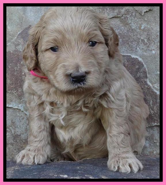 Joy Duke pups 3 weeks old 51