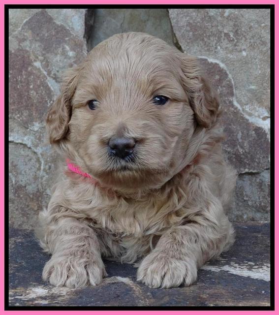 Joy Duke pups 3 weeks old 61