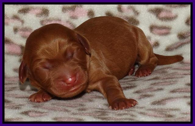 Joy Dawson Newborn 151