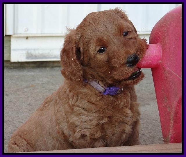 Joy Dawson pups 5 wks old 151