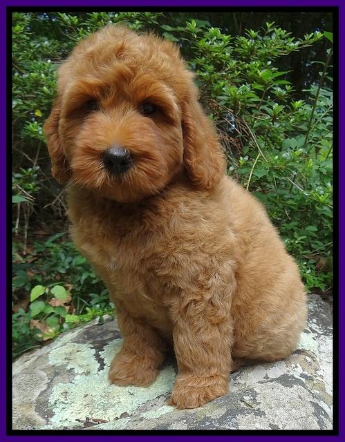 Joy Dawson pups 8 weeks old 31000