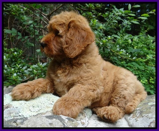 Joy Dawson pups 8 weeks old 41000