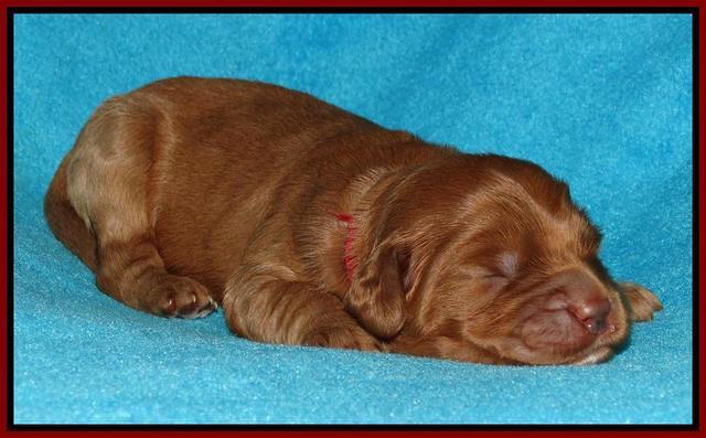 Jou Dawson pups 1 wk old 111