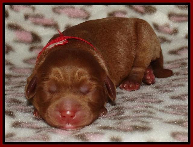 Joy Dawson Newborn 161