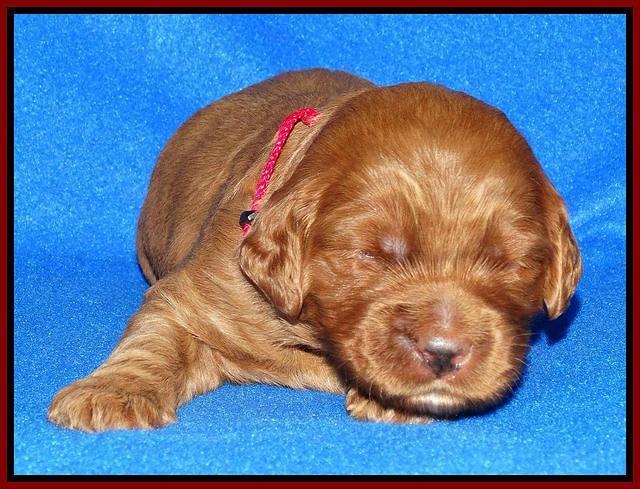 Joy Dawson pups 2 wks old 141