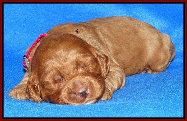 Joy Dawson pups 2 wks old 161