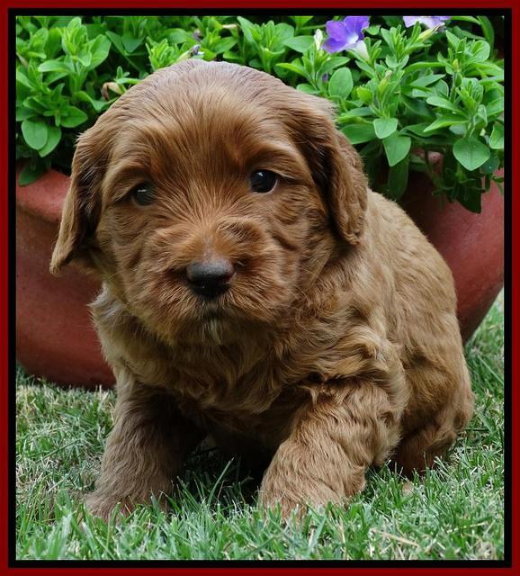 Joy Dawson pups 4 wks old 131