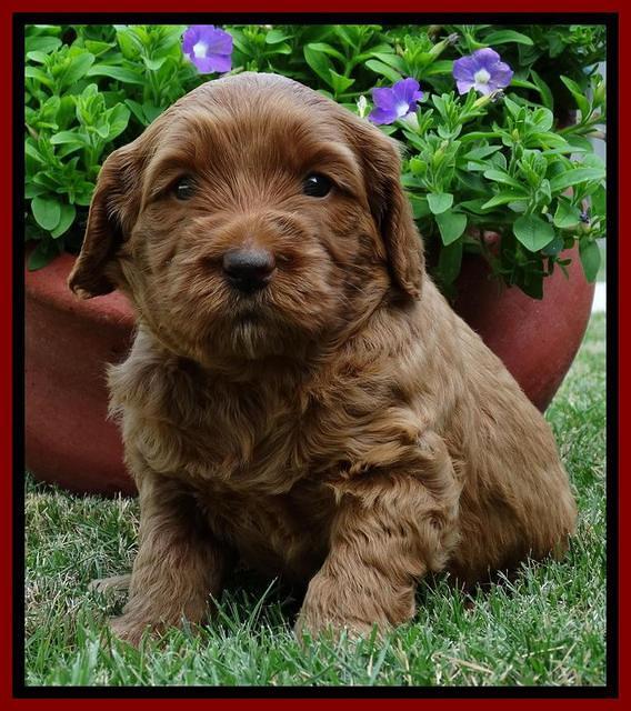 Joy Dawson pups 4 wks old 141