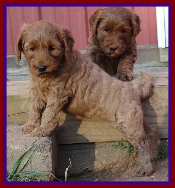 Joy Dawson pups 5 wks old 171