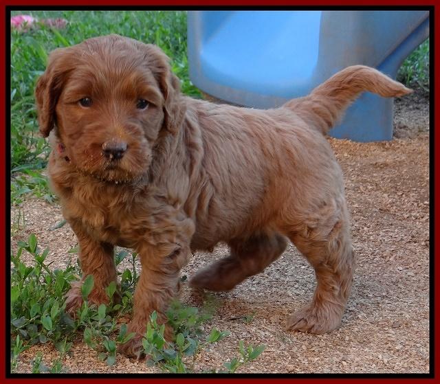 Joy Dawson pups 5 wks old 181