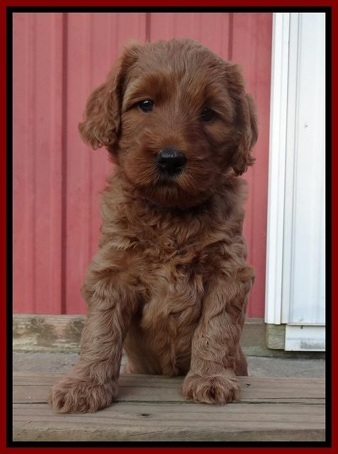 Joy Dawson pups 5 wks old 191