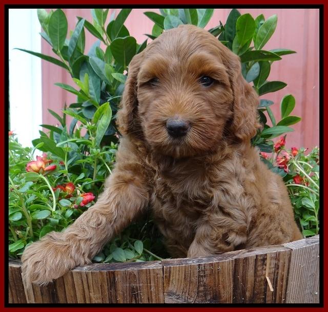 Joy Dawson pups 6 wks old 111
