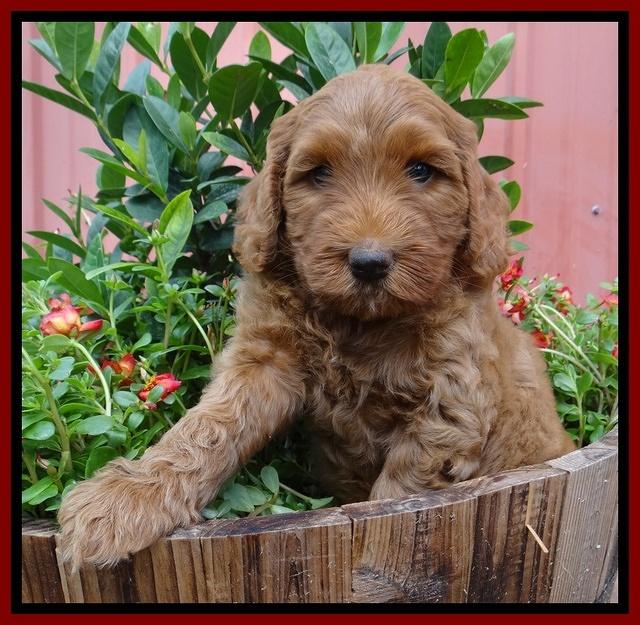 Joy Dawson pups 6 wks old 121