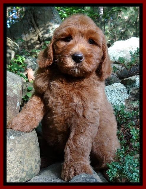 Joy Dawson pups 8 weeks old 801