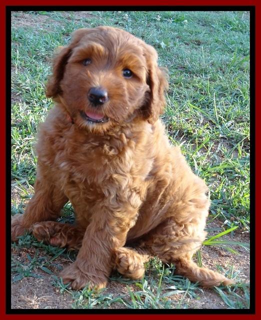 Joy dawson pups 7 wks old 201